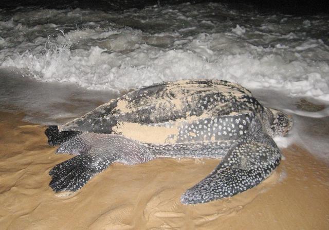 Une tortue luth retourne dans l'eau après avoir pondu ses œufs sur la plage de Pointe Denis, au Gabon. [AFP - PATRICK FORT]