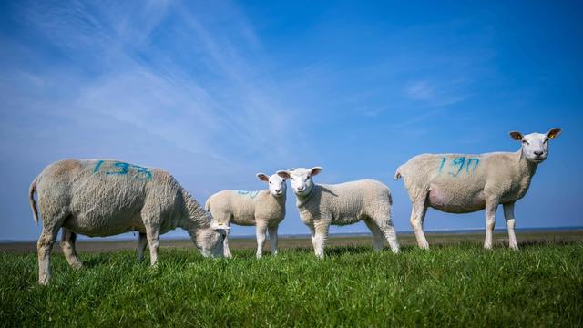 Trois nouveaux cas de maladie de la langue bleue ont été détectés sur des moutons en Suisse. [Image prétexte] [Keystone - Sina Schuldt]