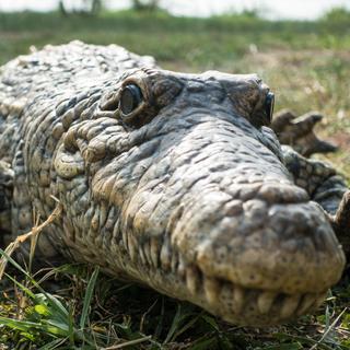 L'entreprise vaudoise KM-Robota a mit au point un crocodile robotisé capable d'approcher et d'observer ces reptiles sauvages et dangereux dans leur milieu naturel en Ouganda. [KM-Robota - DR]