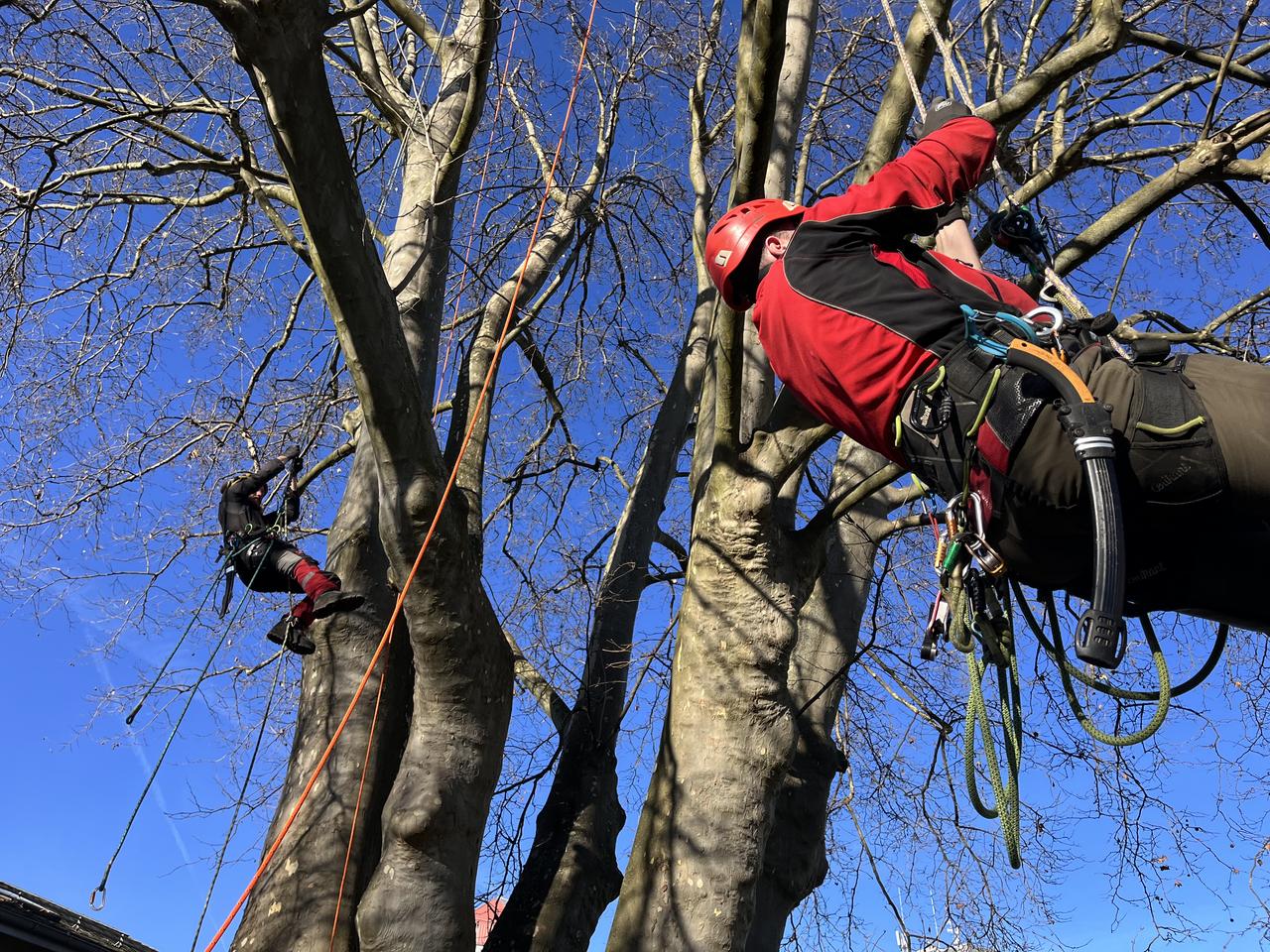 La municipalité d'Yverdon fait enlever une dizaine de nids de corbeaux freux, installés sur ses platanes. [RTS - Cédric Guigon]