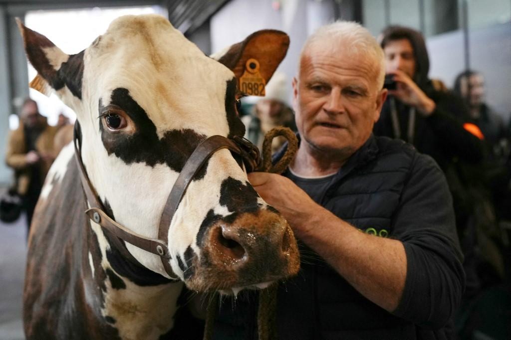 La vache Oreillette est la star du Salon de l'agriculture cette année. [AFP - DIMITAR DILKOFF]