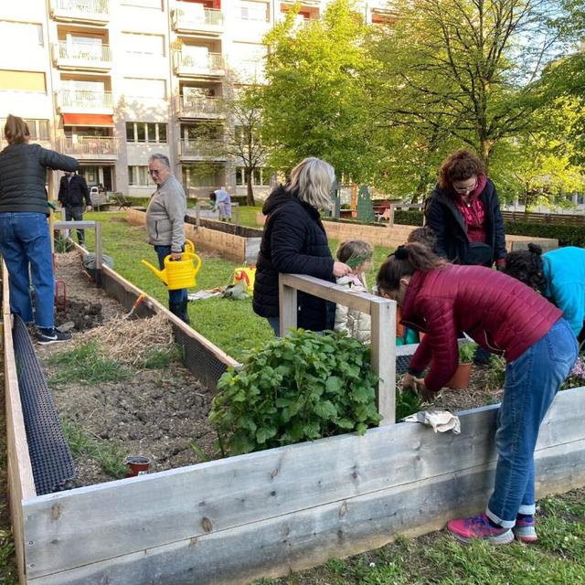 Les habitants des Toises à Lausanne, à l’œuvre pour planter les légumes et fruits de l’été. [RTS - © Camille Besse]