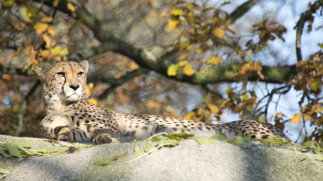 Un guépard au Zoo de Bâle. Image d'illustration. [Keystone - Georgios Kefalas]