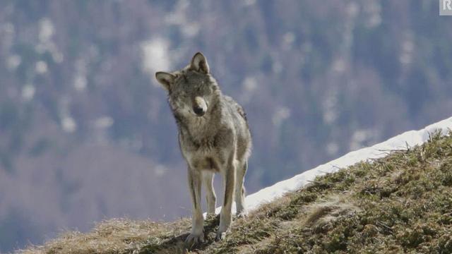 L'Office fédéral de l'environnement (OFEV) autorise le tir de huit nouvelles meutes de loup. [RTS]