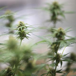 La population valaisanne est favorable à la distribution légale de cannabis, selon une étude. [KEYSTONE - RUNGROJ YONGRIT]