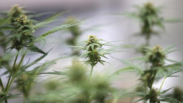 La population valaisanne est favorable à la distribution légale de cannabis, selon une étude. [KEYSTONE - RUNGROJ YONGRIT]