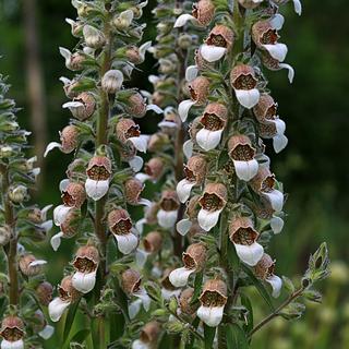 Digitalis ferruginea, plante à fleurs. [Depositphotos - © Weha]