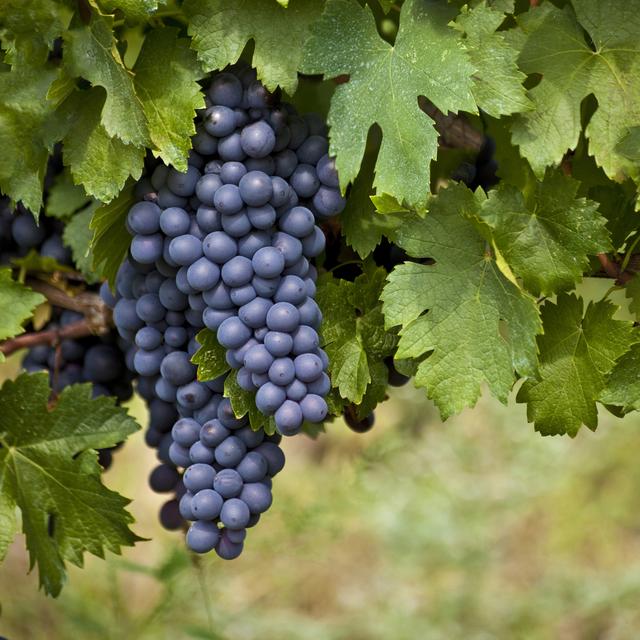 Pour retrouver une agriculture plus durable, des viticulteurs en Suisse et en France ont décidé de se mettre à la vitiforesterie. [Depositphotos - DimitarMitev]