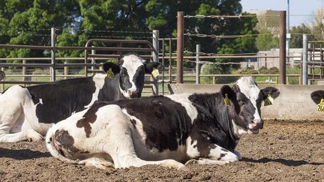 L'Université UC Davis, en Californie, participe à une expérimentation visant à transformer le microbiote des vaches, ou leur flore intestinale, pour qu'elles cessent de roter du méthane, un gaz à effet de serre. [UC Davis - Dpt of animal Science]