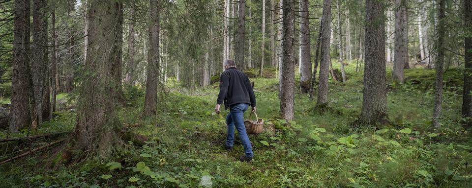 Un cueilleur de champignon. [Keystone - Christian Beutler]