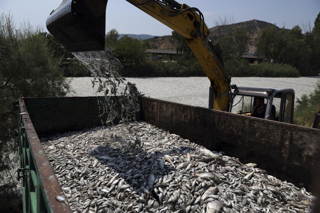 Jeudi 29 août: un bulldozer ramasse des poissons morts dans une rivière près de la ville portuaire de Volos, en Grèce centrale. Une mortalité massive due à des fluctuations climatiques extrêmes. [KEYSTONE - VAGGELIS KOUSIORAS]