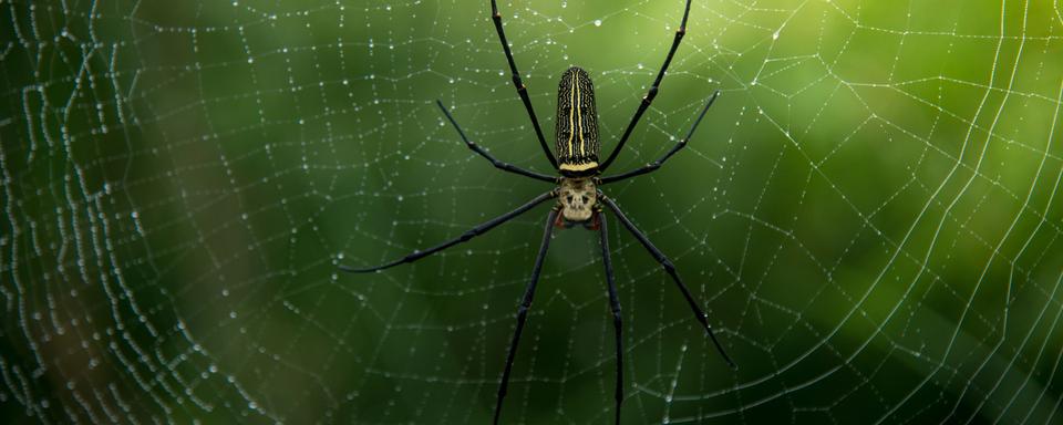 Une araignée. [Depositphotos - Toeytoey]