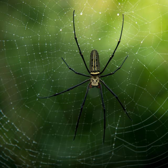 Une araignée. [Depositphotos - Toeytoey]