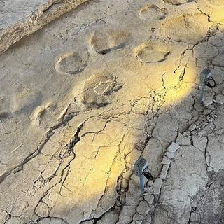 Des traces de dinosaures dans le Jura. [RTS - © Thierry Basset]