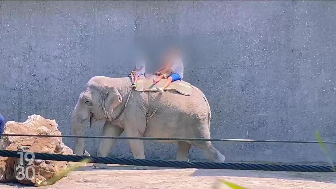 Des voix s’élèvent autour des balades à dos d’éléphants au zoo Knie dans le canton de Saint-Gall