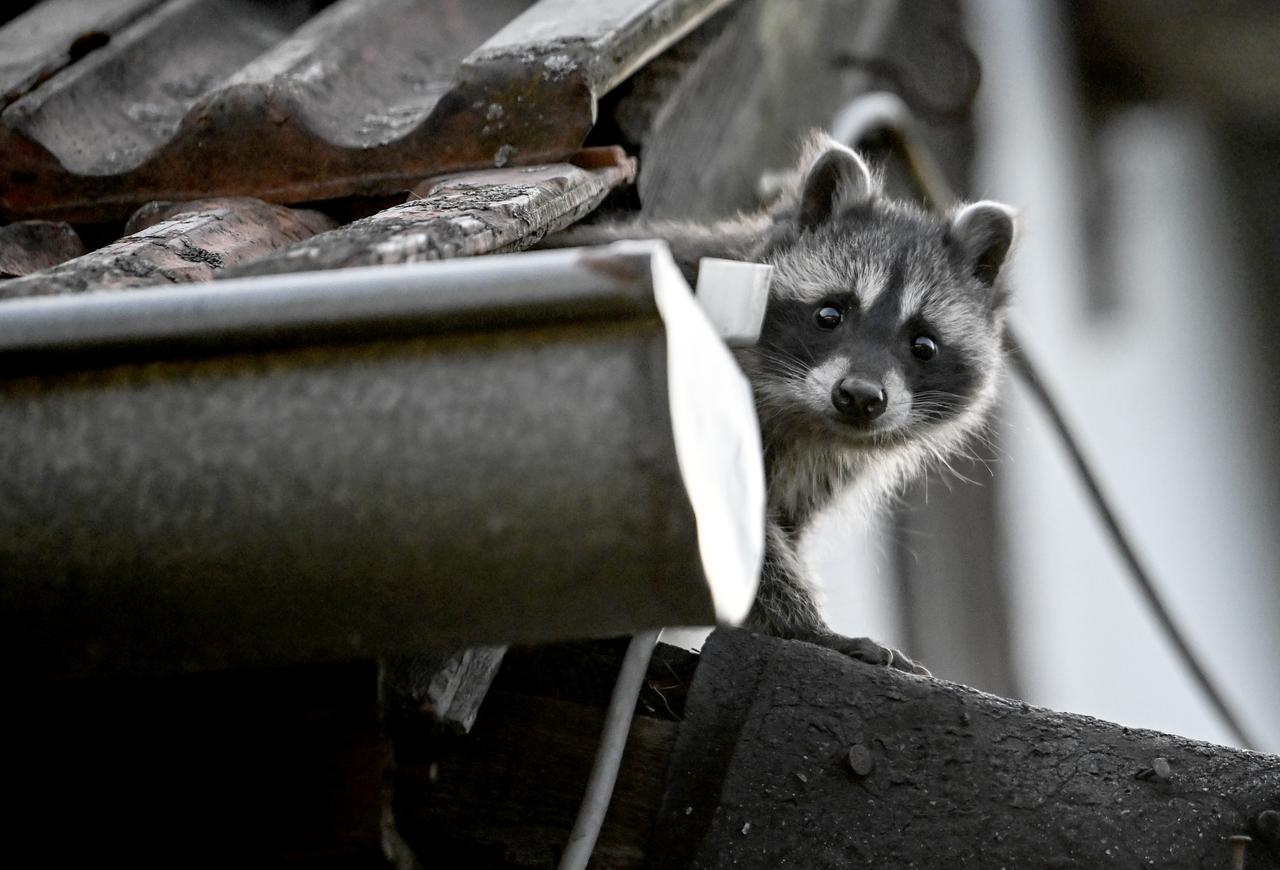 A Berlin, un jeune raton laveur sort de sous un toit. Les jeunes ratons laveurs quittent leur cachette pour la première fois à l'âge de six à neuf semaines. [KEYSTONE - BRITTA PEDERSEN]