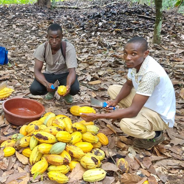 Vacarme Choco 4-5: écabossage en Côte d'ivoire. [RTS - Maya Chollet]