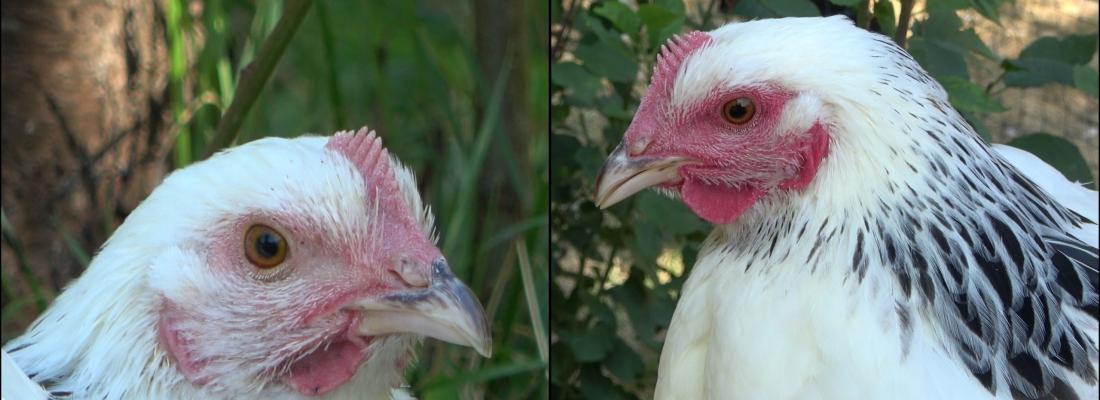 Une poule au repos (à gauche) et la même après sa capture (à droite): la peau de son visage a clairement rougi. [INRAE - Bertin & Arnould]