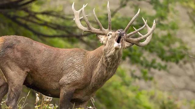 Selon le Matin Dimanche, la pression des cerfs sur les forêts suisses a considérablement augmenté.