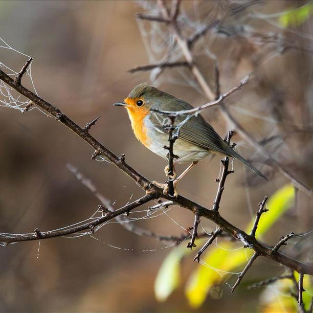 Le rouge-gorge élu oiseau de l'année 2025. [Keystone - © DPA / Silas Stein]