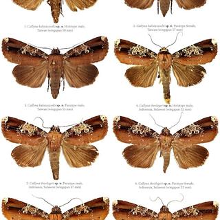 Planche de l'ouvrage "La collection Jacques Plante de Noctuidae II" (Heterocera Press) illustrant quatre espèces de papillons du genre Callyna.