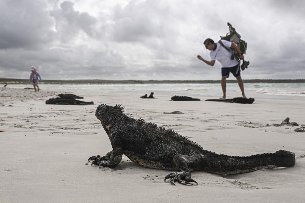 Des iguanes sur la plage de Tortuga Bay, sur l'île de Santa Cruz, le 26 juin 2023. [AFP - ERNESTO BENAVIDES]