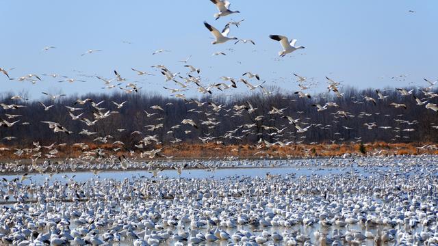 La migration des oiseaux [Depositphotos - Meunierd]