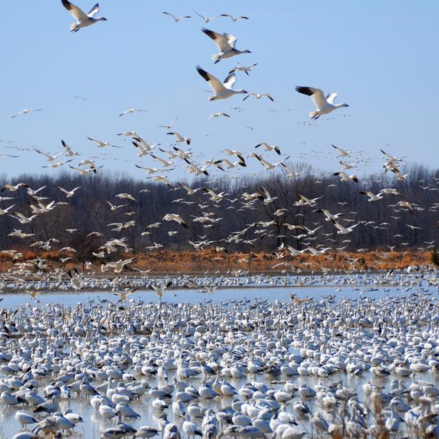 La migration des oiseaux [Depositphotos - Meunierd]