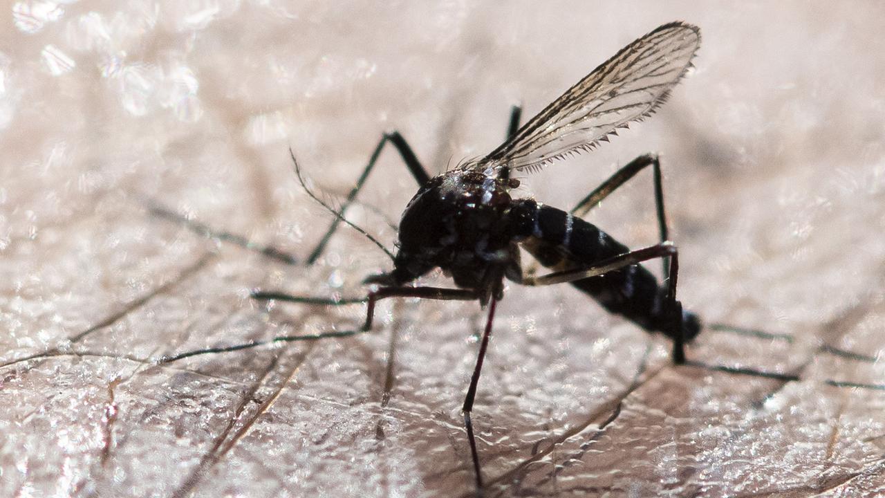 Unisanté teste avec succès un vaccin novateur contre la dengue, une maladie tropicale véhiculée par le moustique tigre. [Keystone - Ennio Leanza]