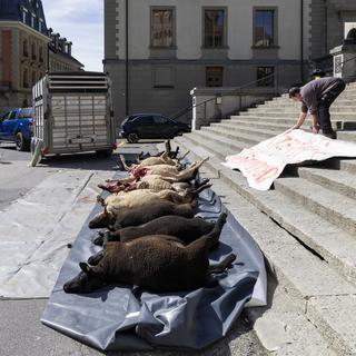 Les agriculteurs ont déposé à la mi-journée plusieurs cadavres de moutons devant le siège du Conseil d'Etat vaudois. [Keystone]