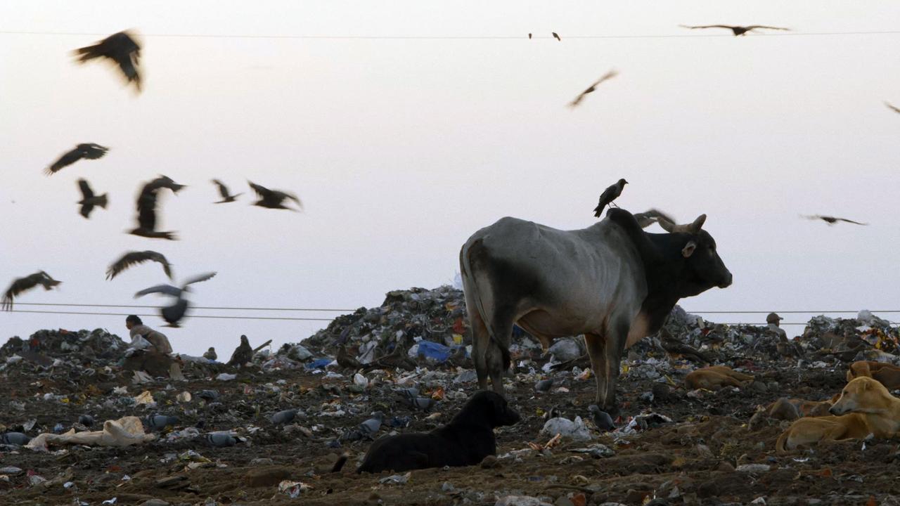 Corneilles dans une décharge en Inde.