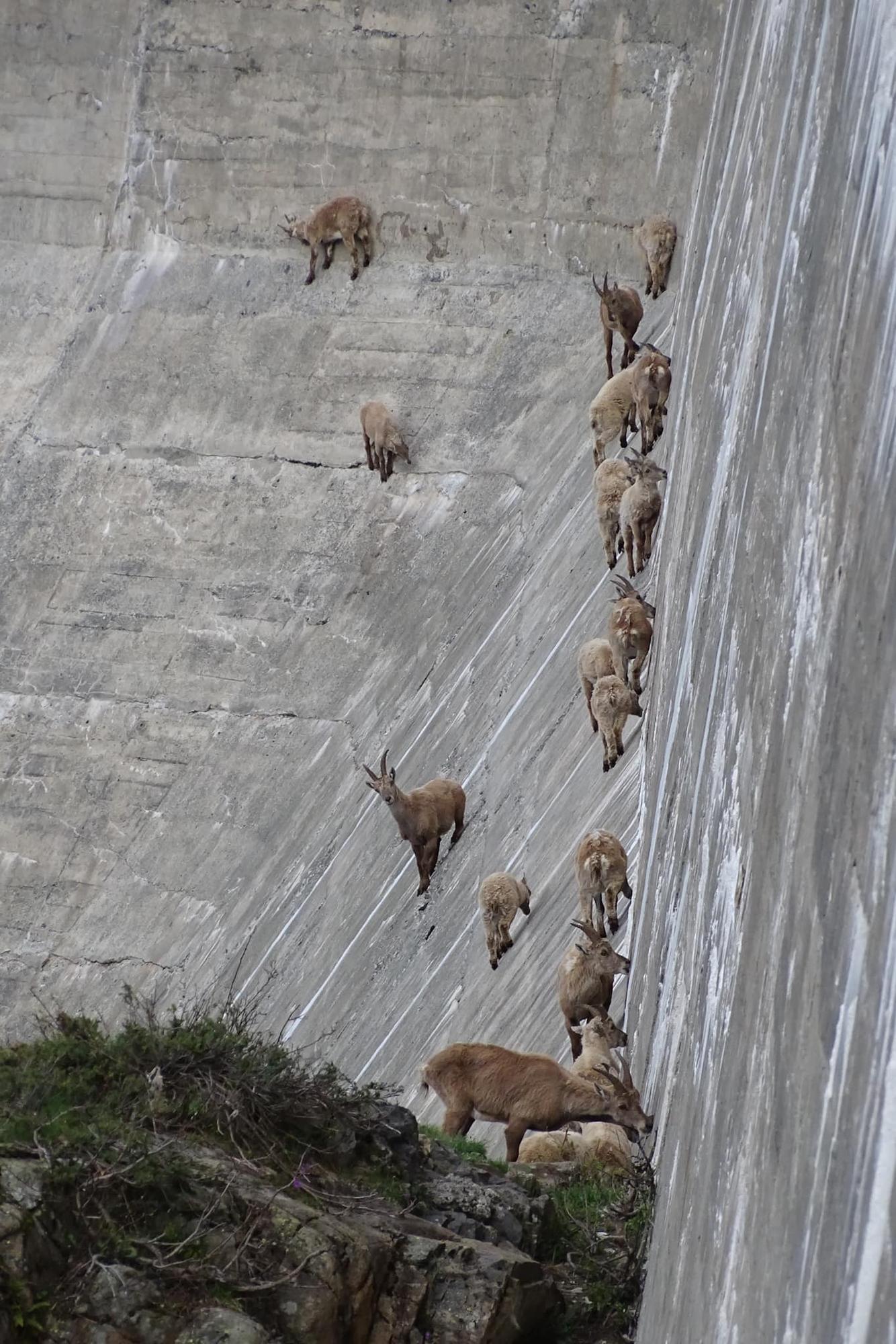 La déclivité du barrage de Salanfe n'effraie pas le troupeau de bouquetins. [Facebook - Auberge de Salanfe  (Cabane de Salanfe)]