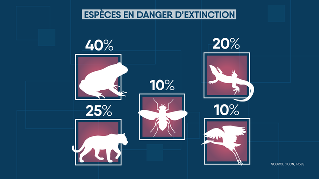 Estimation de quelques espèces menacées d’extinction selon le WWF et l'IPBES. [RTS - Geopolitis]