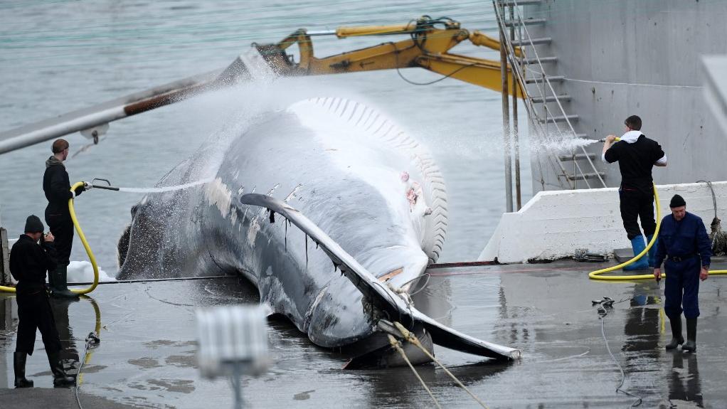 Controversée, la chasse à la baleine sera à nouveau autorisée cette année en Islande. [AFP - Sergei Gapon / Anadolu Agency]