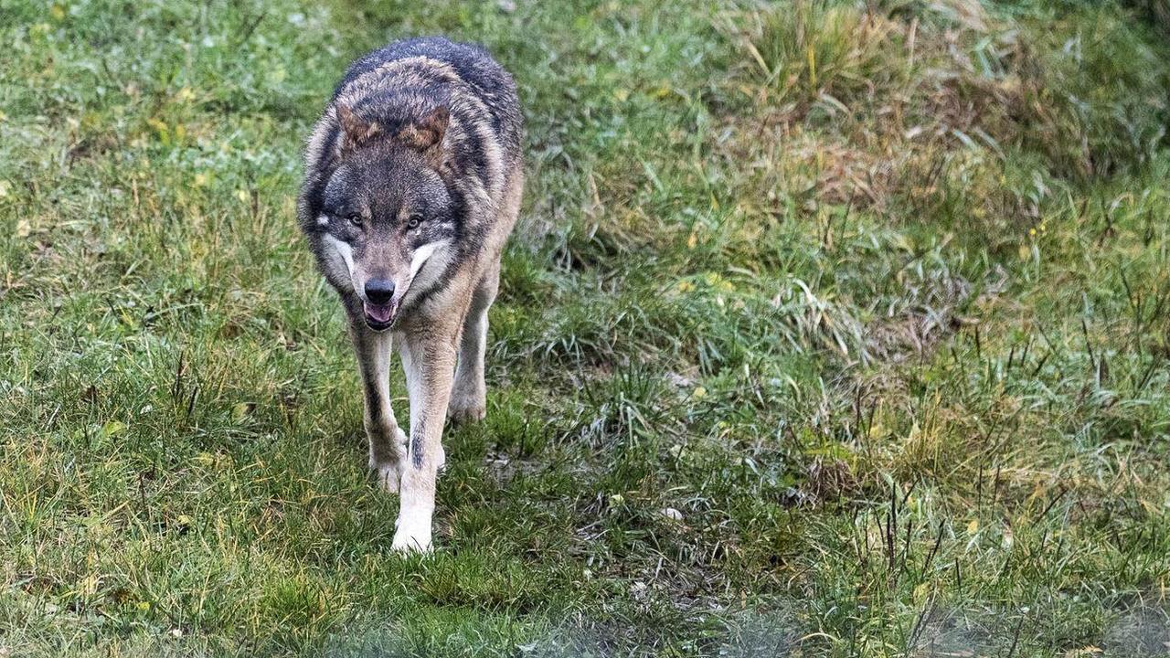 Un loup. [Keystone - Alexandra Wey]