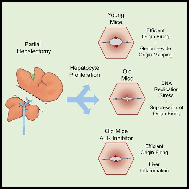 Ablation partielle du foie de souris jeunes et âgées, puis régénération de l'organe. [UniGE/UniBE/Cell - G. G. Rossetti, N. Dommann, T. D. Halazonetis & al.]