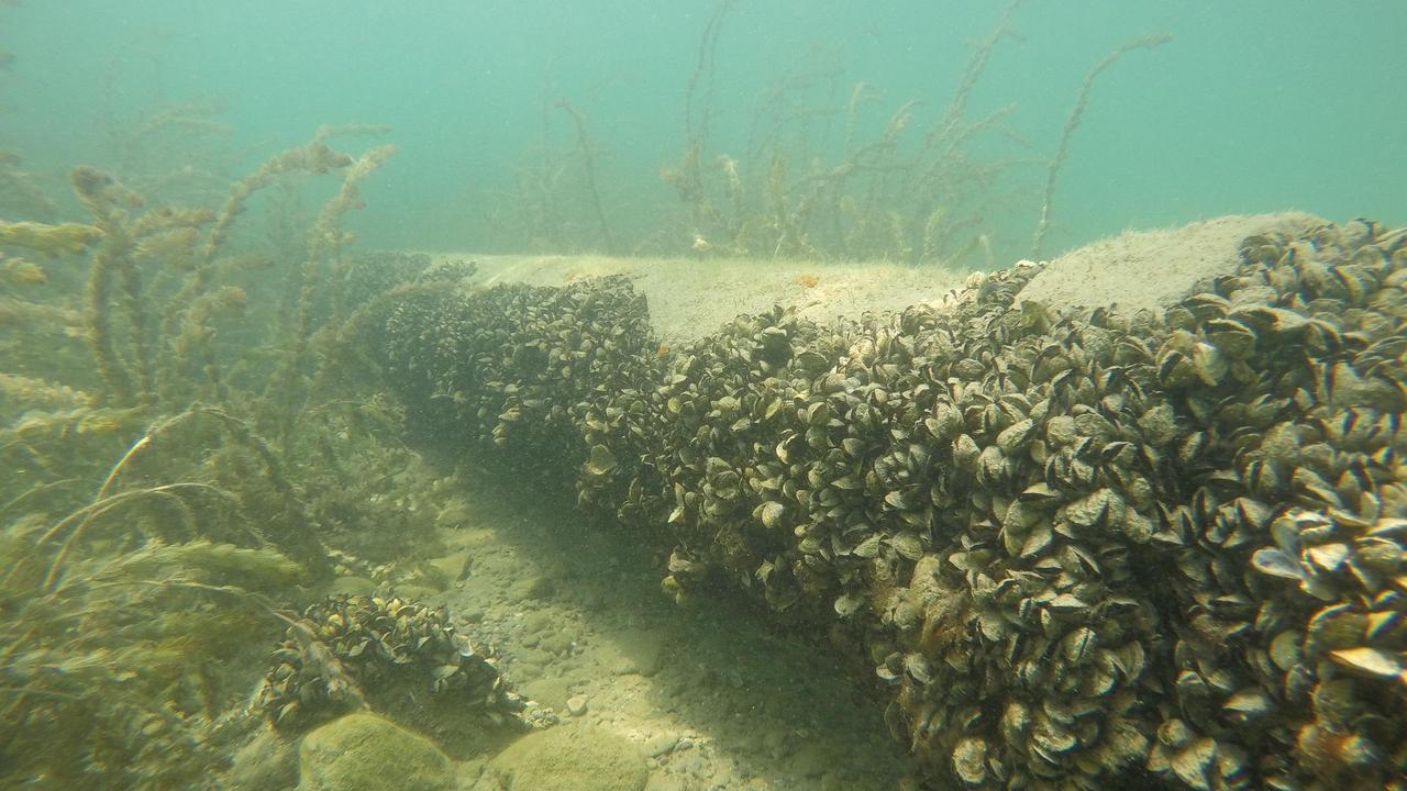 La moule quagga, qui prolifère dans les eaux du lac Léman, se révèle être un casse-tête pour les services des eaux et opérateurs de centrales thermiques. [LéXPLORE - Linda Haltiner]