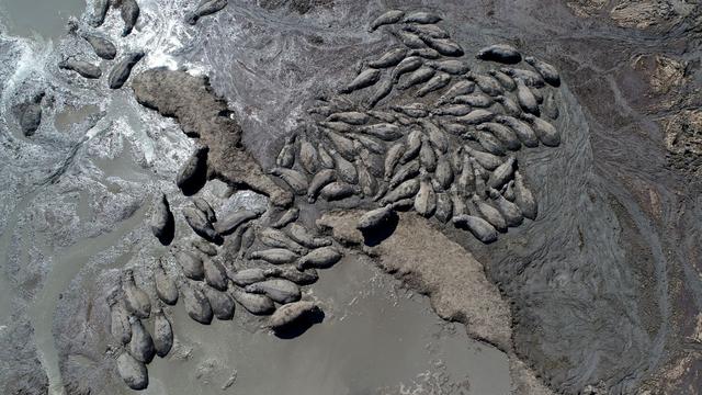 Vendredi 26 avril: des hippopotames piégés dans une mare privée d'eau par la sécheresse qui sévit au Botswana. [AFP - MONIRUL BHUIYAN]