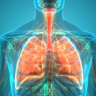 Représentation 3D des poumons (image prétexte). [Depositphotos - magicmine]