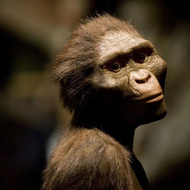 Une représentation de l'hominidé Australopithecus afarensis "Lucy" au Musée des sciences naturelles de Houston, au Texas, le 28 août 2007. [AFP - Dave Einsel / Getty Images North America / Getty Images]