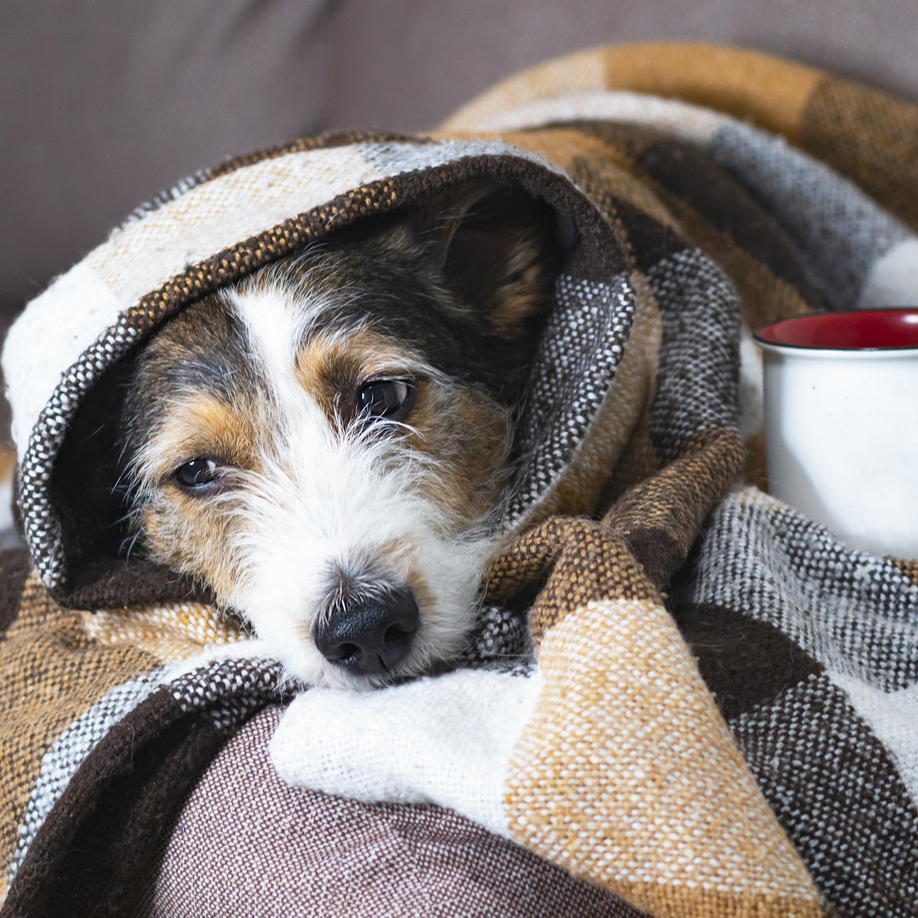 Porte défoncée, animaux de compagnie en hiver et familles monoparentales