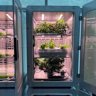 L'agriculture ''du futur'' pourrait être entièrement cultivée via de l'électricité et ceci dans l'obscurité la plus totale, selon une étude. [DR - Feng Jiao]