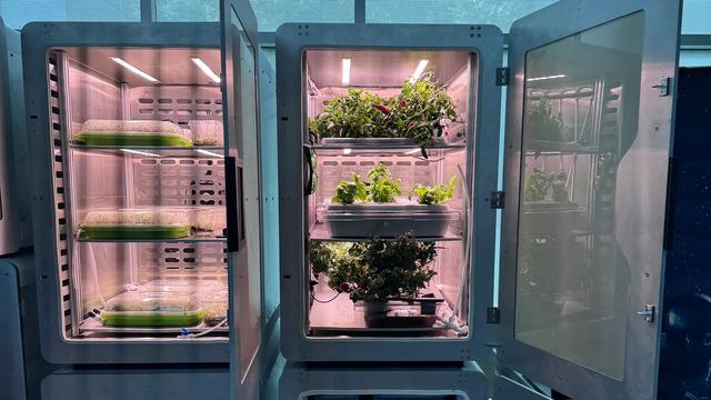 L'agriculture ''du futur'' pourrait être entièrement cultivée via de l'électricité et ceci dans l'obscurité la plus totale, selon une étude. [DR - Feng Jiao]