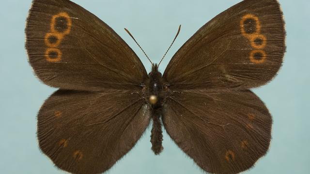 L'espèce de papillon Moiré lapon (Erebia embla), étudiée dans le projet decliNe. [Libre de droits - Jusa Saralehto]