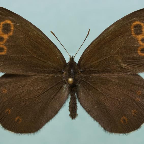 L'espèce de papillon Moiré lapon (Erebia embla), étudiée dans le projet decliNe. [Libre de droits - Jusa Saralehto]