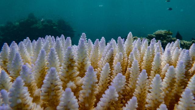 Les récifs coralliens blanchissent dans la Grande Barrière de corail sous l'effet du réchauffement des eaux. [via REUTERS - AUSTRALIAN INSTITUTE OF MARINE]