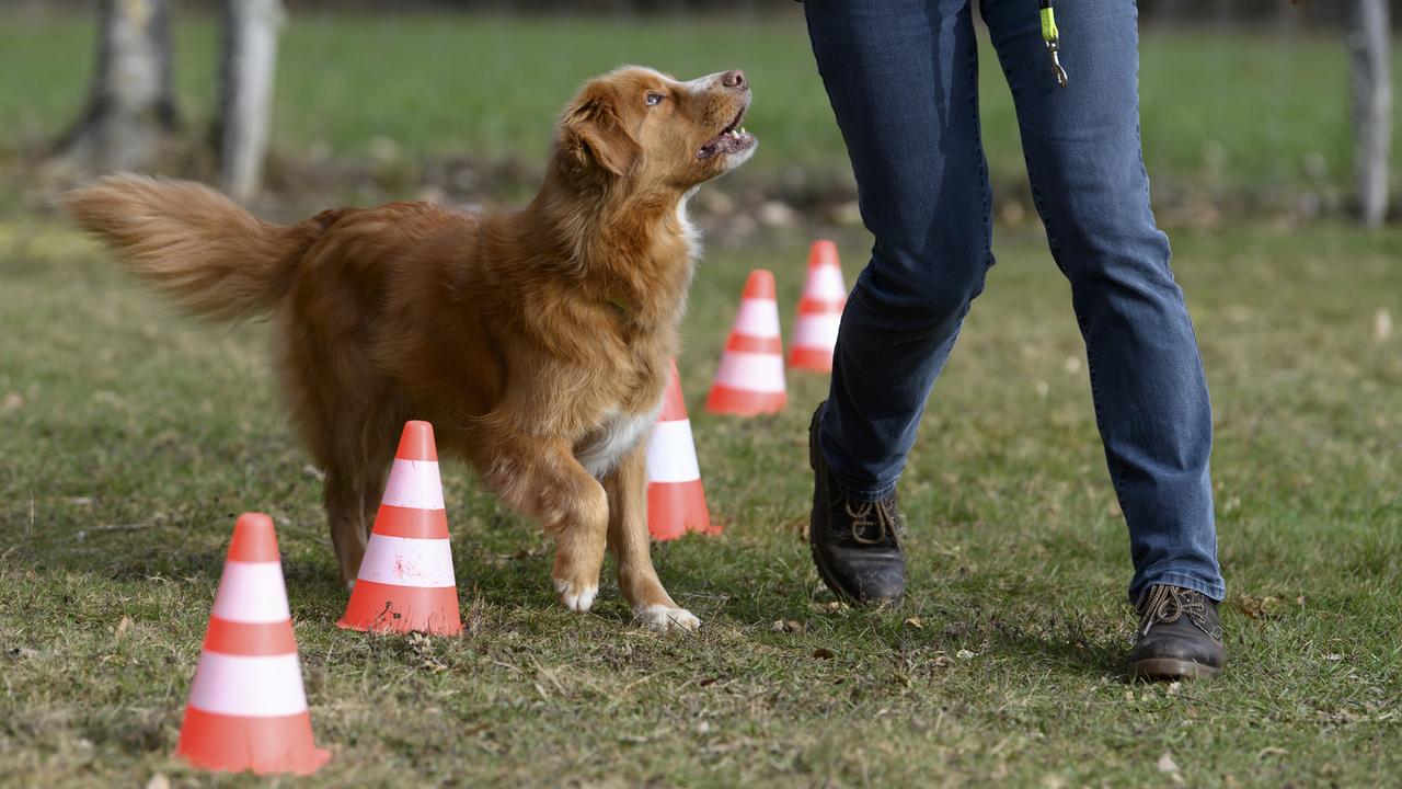 Les cours pour les détenteurs de chiens rendus obligatoires par le canton de Fribourg peinent à être respectés. [KEYSTONE - ANTHONY ANEX]