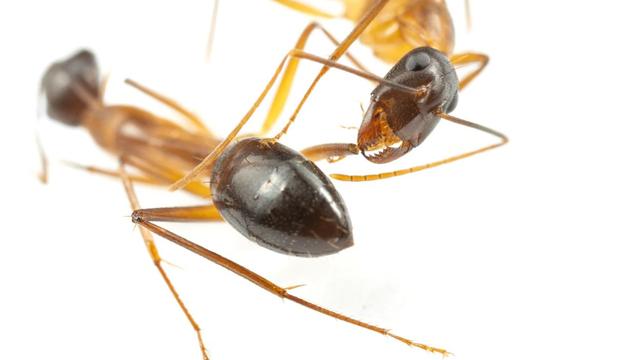 Une fourmi charpentière de Floride (Camponotus floridanus) soigne le moignon de la patte manquante d'une de ses compagnes de nid. [UNIL - Bart Zijlstra]