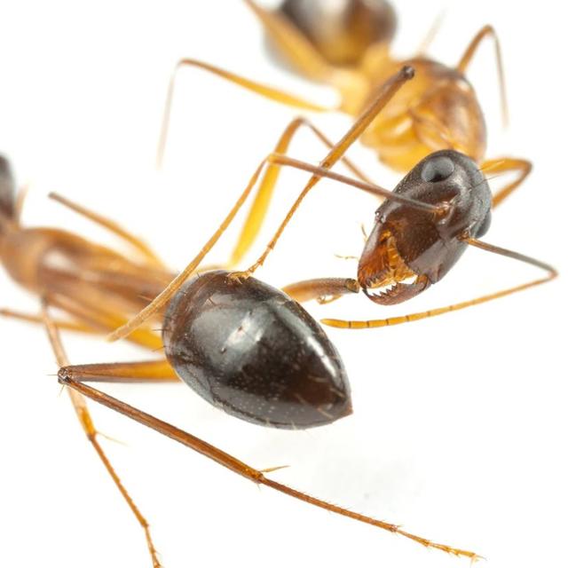 Une fourmi charpentière de Floride (Camponotus floridanus) soigne le moignon de la patte manquante d'une de ses compagnes de nid. [UNIL - Bart Zijlstra]