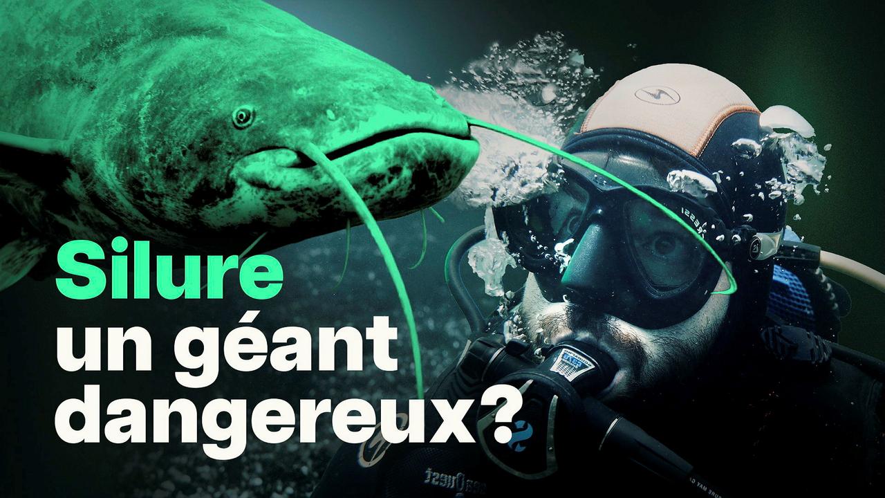 Silure: ce poisson géant est-il dangereux?